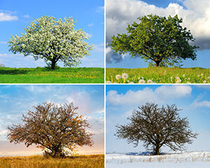 A picture of one tree in each of the four seasons separated into quadrants; tree service in Smithville
