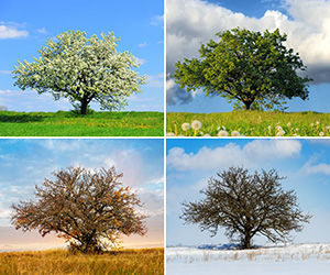 A picture of one tree in each of the four seasons separated into quadrants; tree service in Smithville